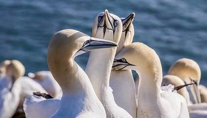 防守加强版的杜兰特？戴维斯三分7中6打服詹姆斯