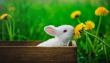 中欧体育 zoty 官网-广厦关键球匪夷所思 宏远险遭逆转让杜锋赛后无言